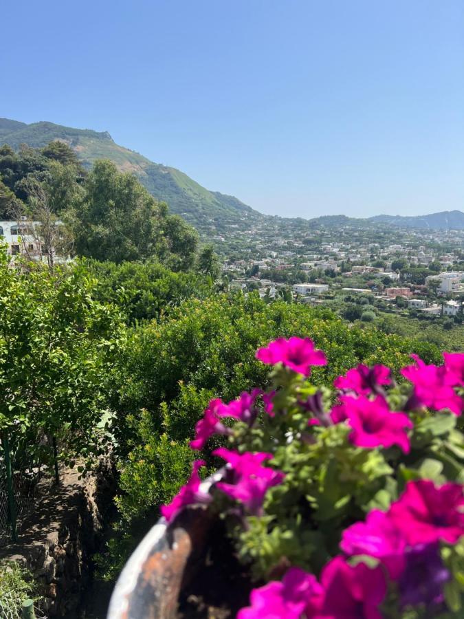 Blu Panorama Bed and Breakfast Forio di Ischia Buitenkant foto